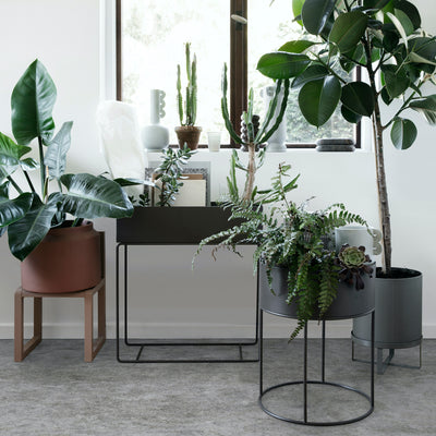 indoor plant guide | improve your home & wellbeing